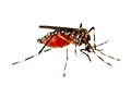 Dangue - Mosquito